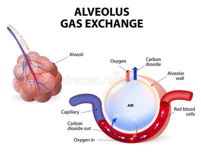 Dexoygenated Blood Enters By The Pulmonary Arteries That Leads To A
