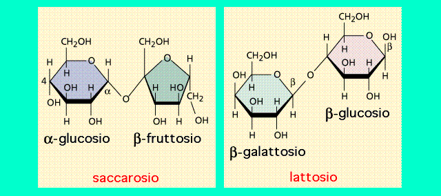 Saccarosio E Lattosio Legami