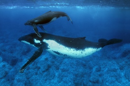 En Apprendre Sur Les Baleines Boreales Balaena Sutori