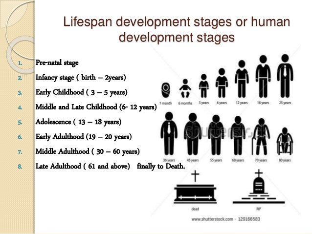 four stages of human development