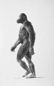 Australopithecus Africanus
