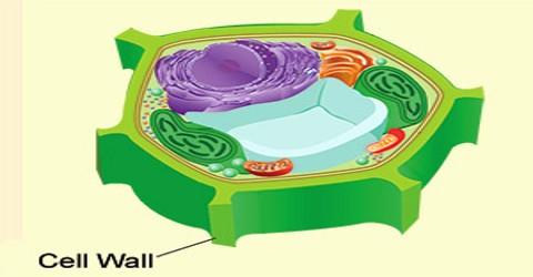 Cell Wall