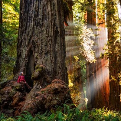 Did you know? The tallest tree in the world is the Hyperion, which is ...