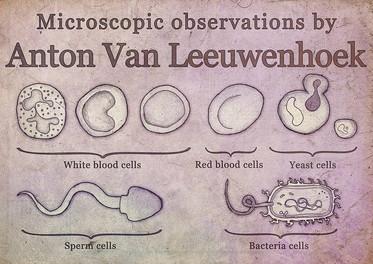 leeuwenhoek van anton observations cell discoveries microscopic bacteria microscope theory antony antonie observation drawings timeline discovery cells observes observed living