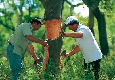Strumento Per Scortecciatura Legno - Raschietto Curvo In Acciaio Al Carbonio, Manico In Legno, Doppia Impugnatura