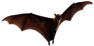 Bats are mammals of the order Chiroptera; with their forelimbs adapted ...