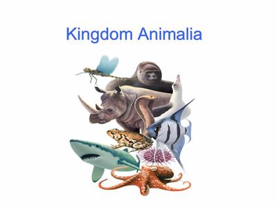 animalia kingdom pictures