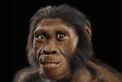 Homínidos ( Australopithecus )