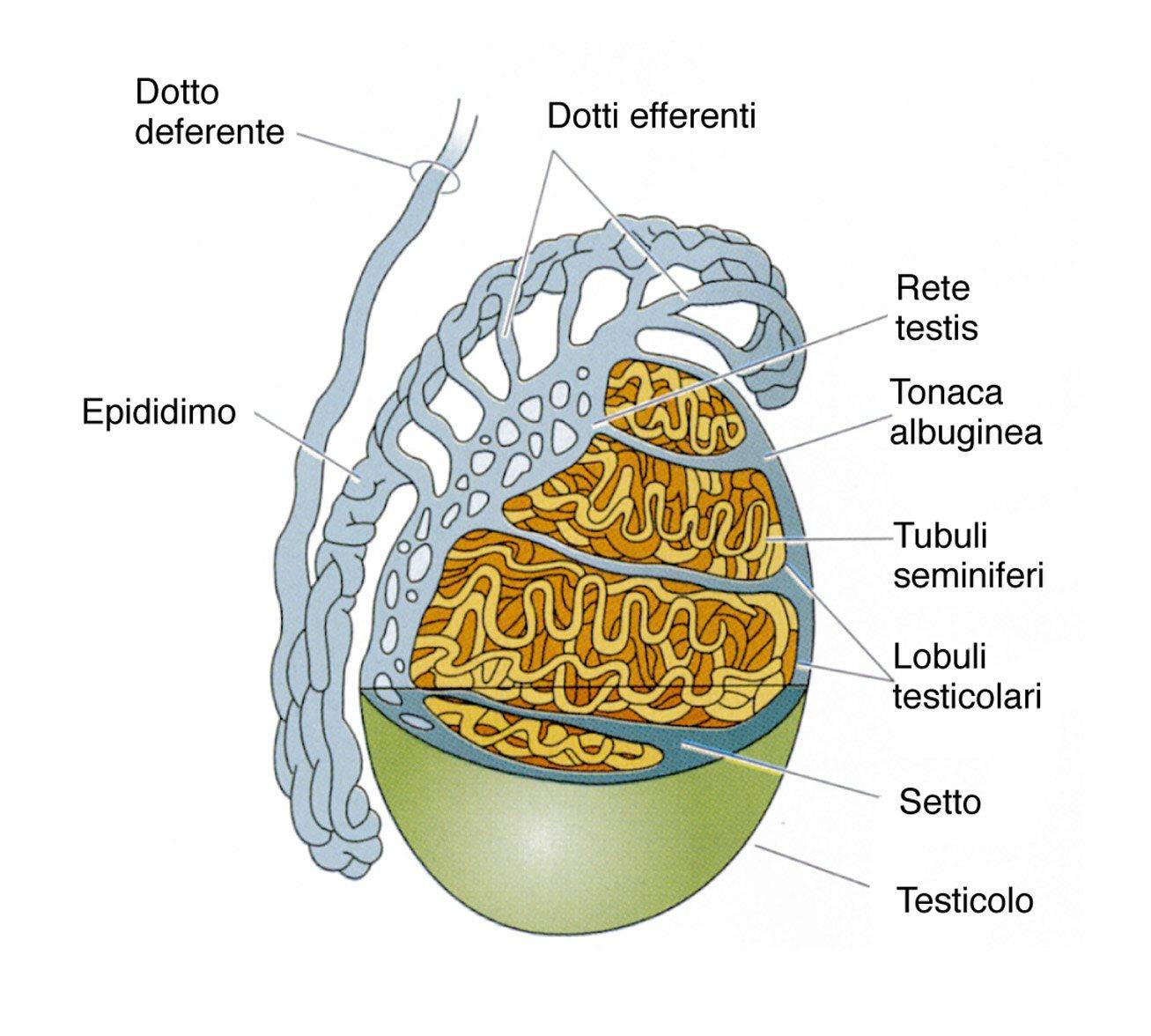 E Il Processo Durante Il Quale Si Formano Gli Spermatozoi Nei Tubuli Seminiferi Allinterno 