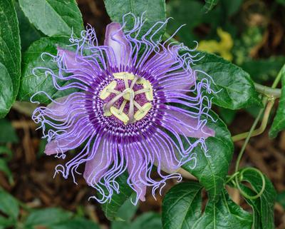 This is the Passion flower it is used to make antispasmodic medication ...