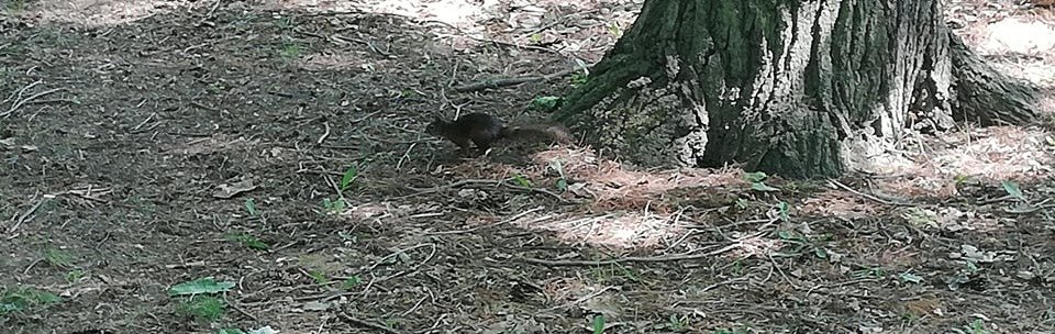 tersánszky józsi jenő misi mókus kalandjai olvasonaplo