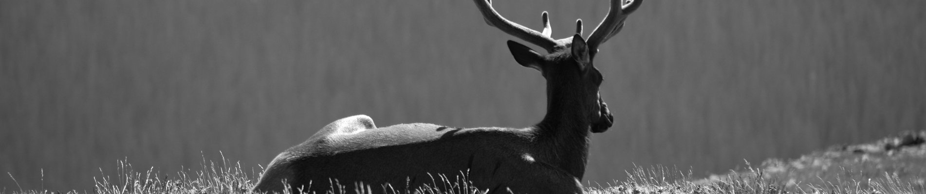 black elk speaks book review