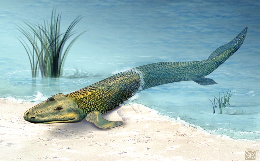 The first land animal. These creatures lived abut 359-374 million years ...