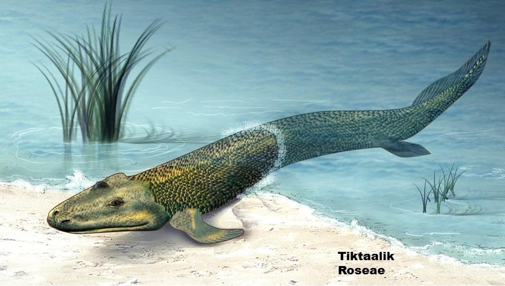 The Phanerozoic Eon,The Paleozoic Era started 542 MYA and lasted until ...