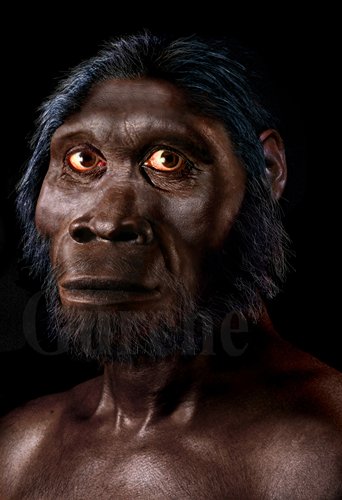 Homo habilis — John Gurche Paleo Artist