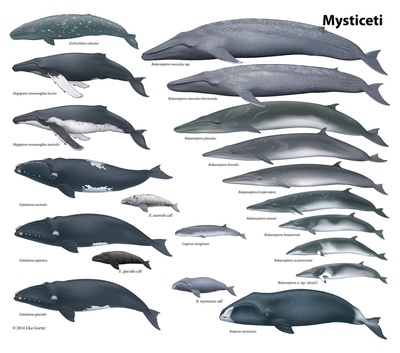 Different types of Mysticeti whales