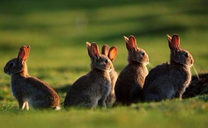 Rabbits live in groups.