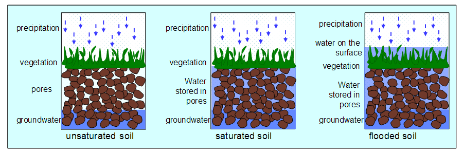 Vegetation and soils