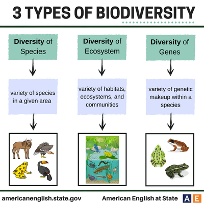 Types of biodiversity. Illustrator: American English at State (2018).