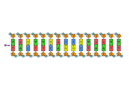 DNA Replication