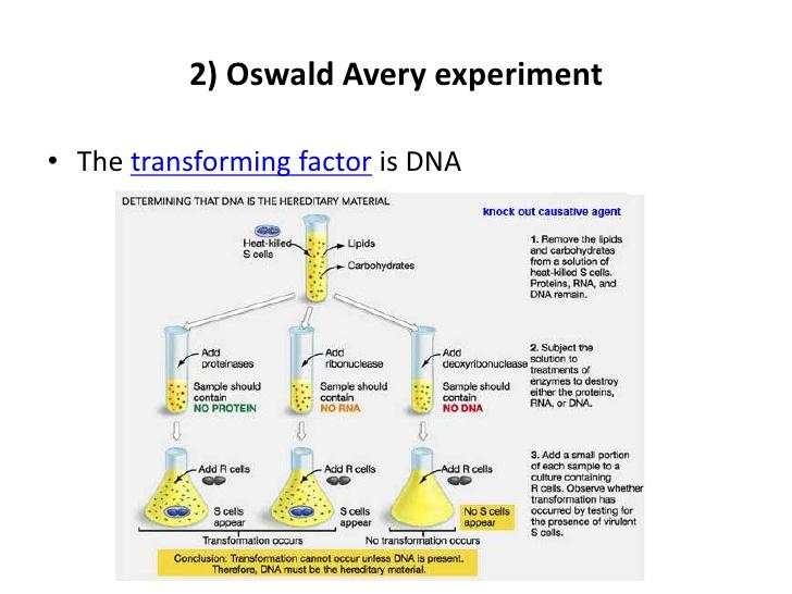 avery's transformation experiment summary
