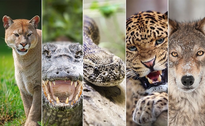 in)DANGEROUS ANIMALS | Sutori in)DANGEROUS ANIMALS | Sutori
