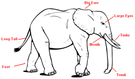 http://www.animallearningzone.com/africanelephant/anatomy.gif