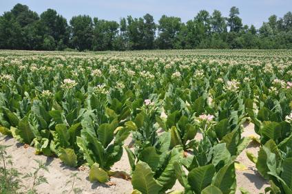 do i need a license to grow tobacco Legal Considerations for Home Tobacco Growers | True Leaf Market Blog