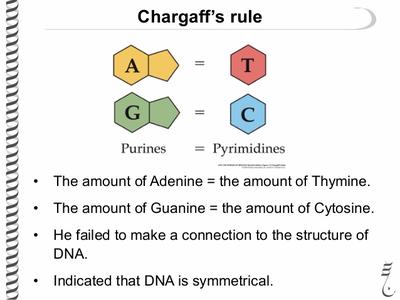 erwin chargaff experiment