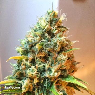 5. Green Crack