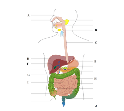 The Digestive System Sutori