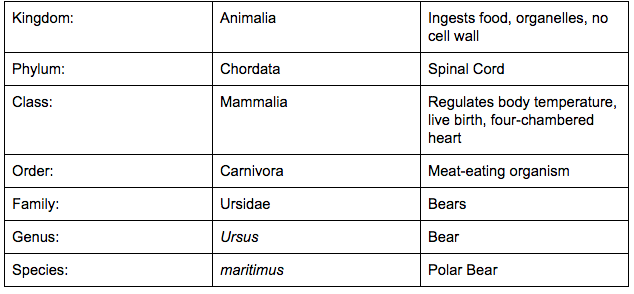 Bear Classification Chart