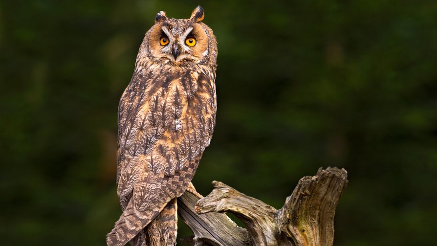 Сова которая сидела. Сова сипуха птенец. Настоящие совы. Сова которая сидела. Сова сидит.