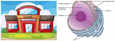 plant cell city analogy