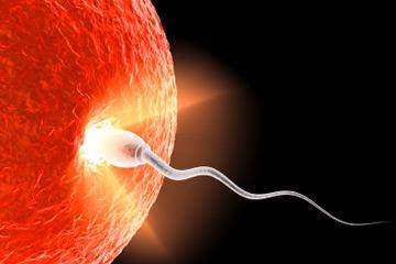 Conception: action of conceiving a child or of a child being conceived