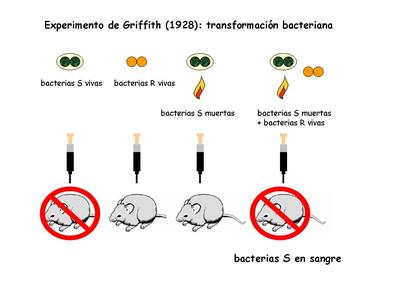 1928: Experimento de Griffith en el cual utilizo ratones.
