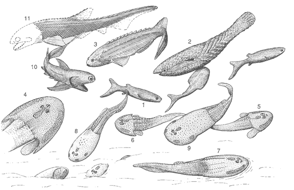 Jawless fish thrived in Silurian Period