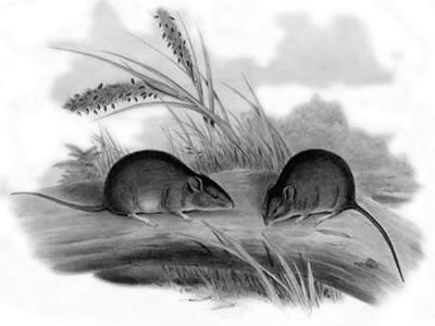 The Blue-Gray Mouse