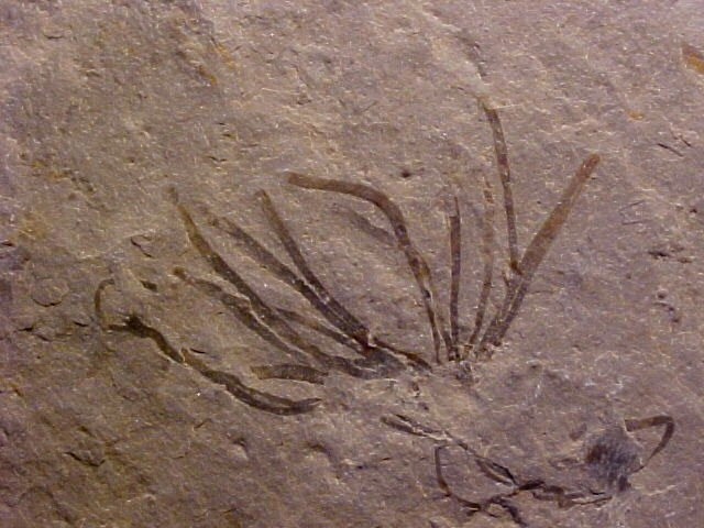  Billion Years Ago First Fossil (Algae &... | Sutori