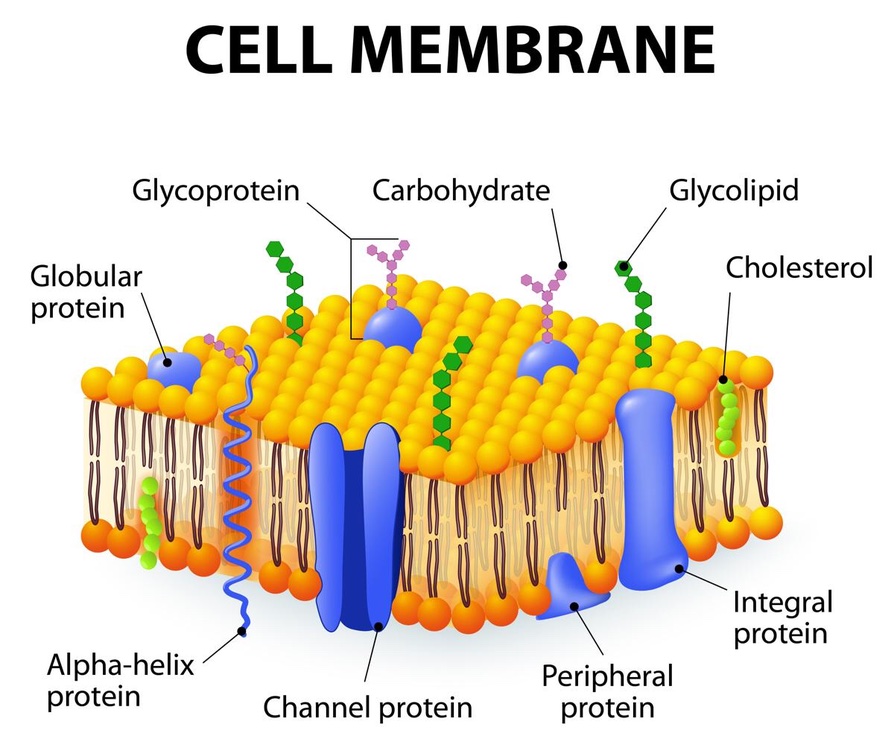 cell-membrane-structure-and-function-a-level