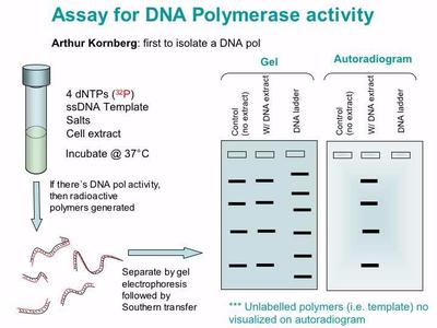 kornberg dna polymerase experiment