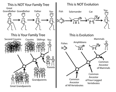 Alex on Instagram: Amphibian Pokémon Ancestry Tree I combined the  amphibian ancestry and frog ancestry into one giant tree! I've been  thinking about doing some reposts, because I'm sure some people haven't