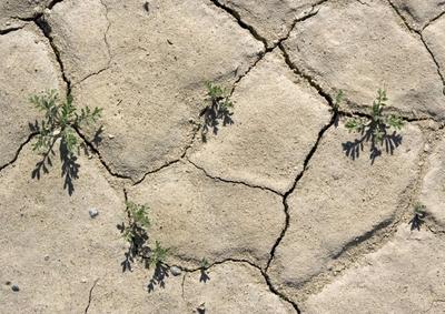 Cress Rocal desert rock cress