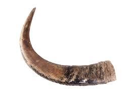 •Horn - During prehistoric era, they used horns to capture attention or ...