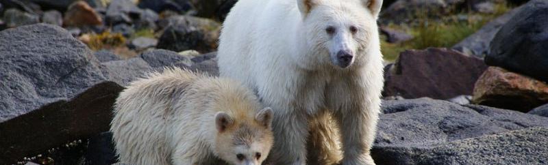 Touching Spirit Bear Circle Justice