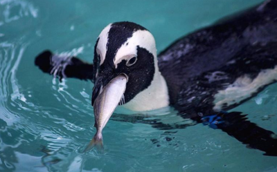 Penguin eating sardine