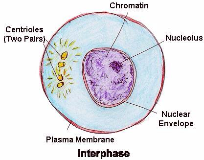 Interphase is the longest and first. stage of the cell cycle. During ...