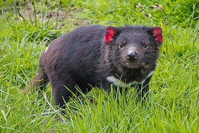 This Tasmanian Devil is stressed out!