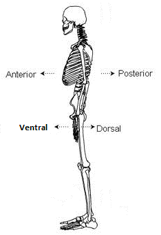 VENTRAL VS. DORSAL