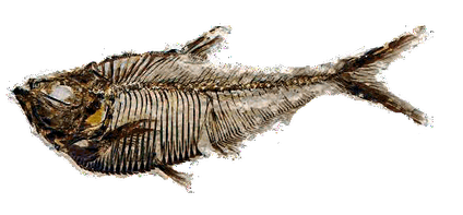 First Wave Fish Share